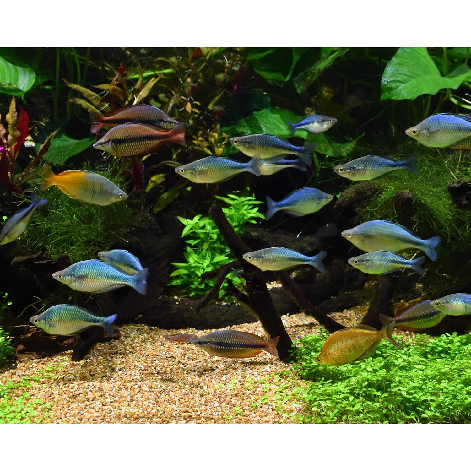 Seachem Pristine - Image 3