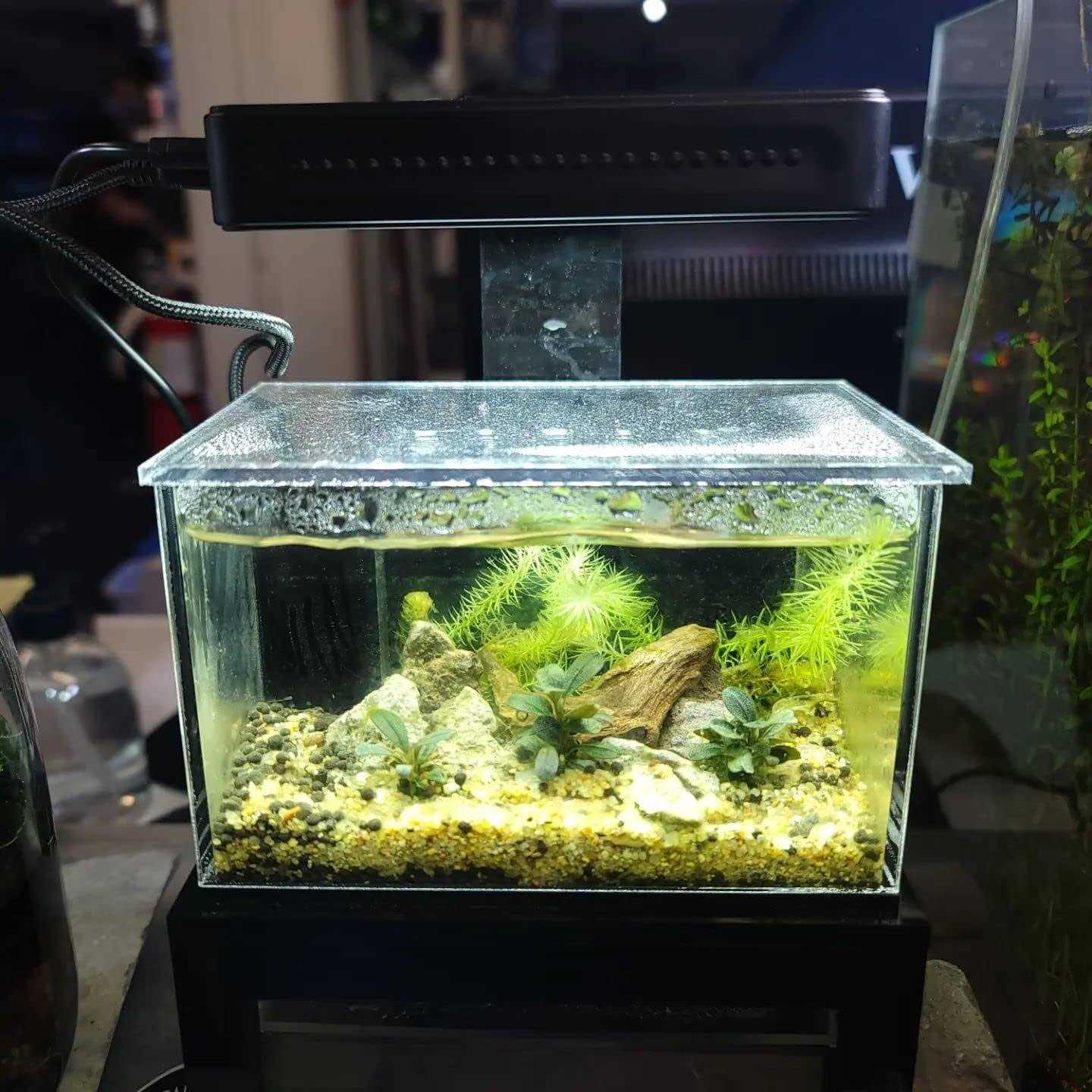 PNW Custom Micro Reef-Ready 40oz Desktop Aquarium - Image 3