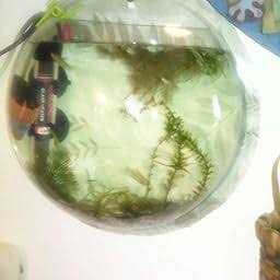 CNZ Wall Mounted Acrylic Fish Bowl - Image 4