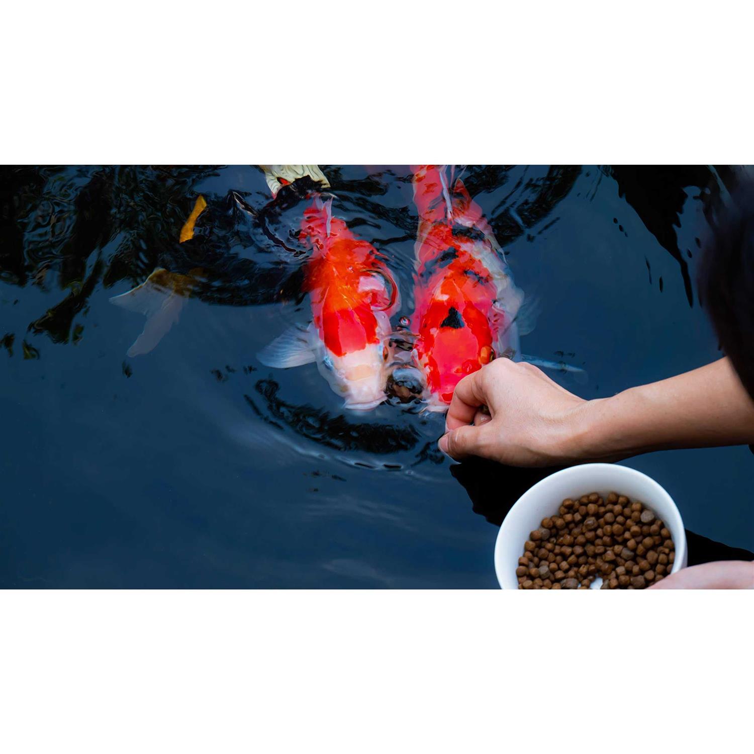 FAMILY FARM AND FEED Premium Floating Fish Food - Image 4