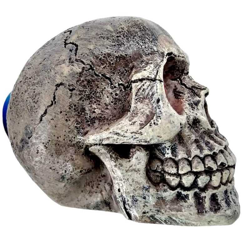 Penn Plax Deco-Replicas Skull Gazer Ornament Assorted Styles - Image 4