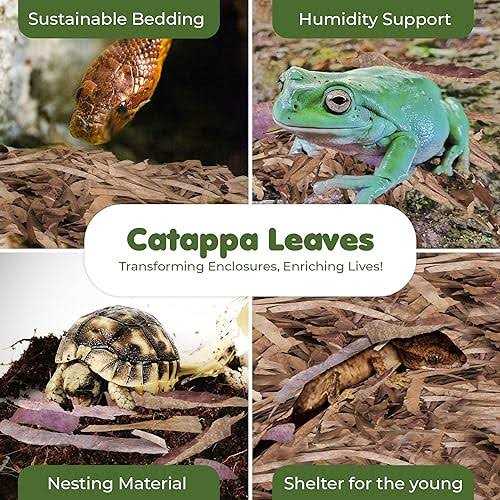 SunGrow Dwarf Frog Mini Catappa Leaves Tannin Helps Remove Ammonia - Image 3