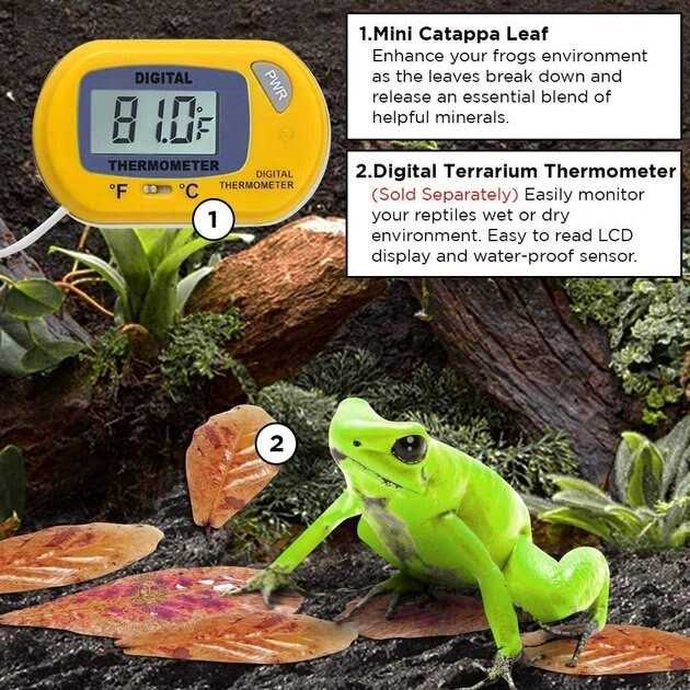 SunGrow Dwarf Frog Mini Catappa Leaves Tannin Helps Remove Ammonia - Image 4