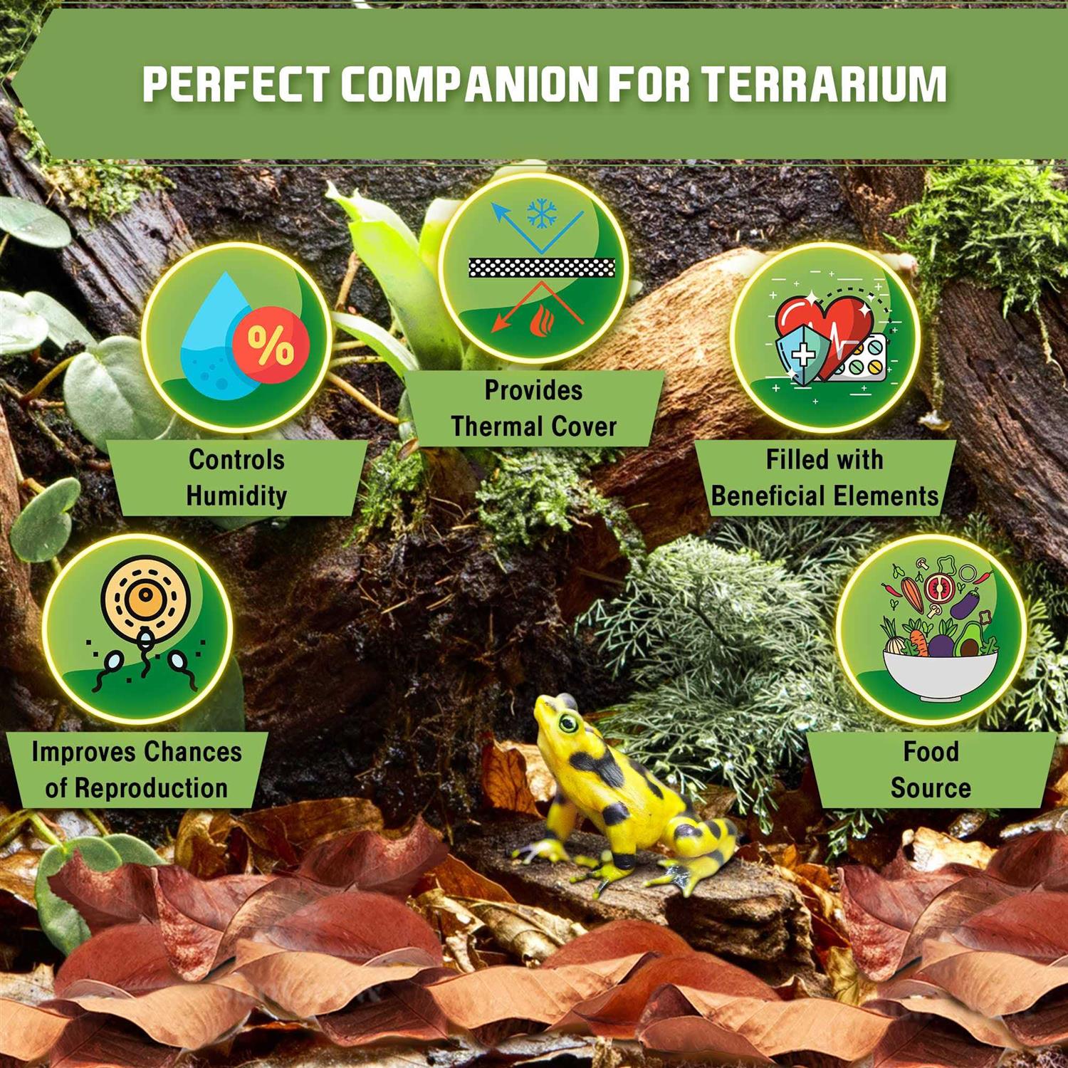 SunGrow Dwarf Frog Mini Catappa Leaves Tannin Helps Remove Ammonia - Image 5