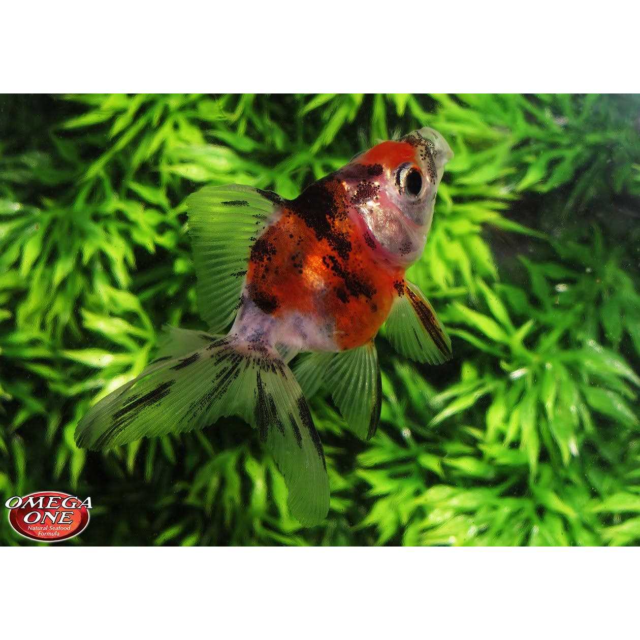 Omega One Sinking Small Goldfish Pellets - Image 4