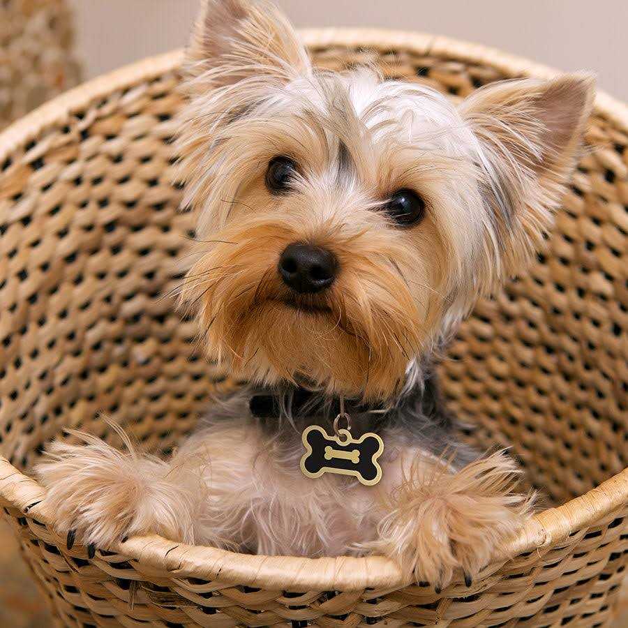 Quick-Tag Small Bone Shape Pet ID Tag with Gold Detail - Image 3