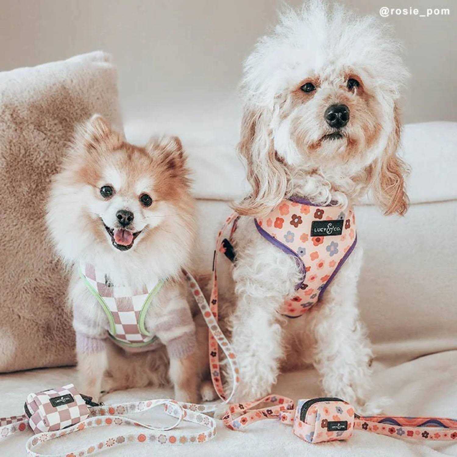 Lucy & Co Leash - Image 5