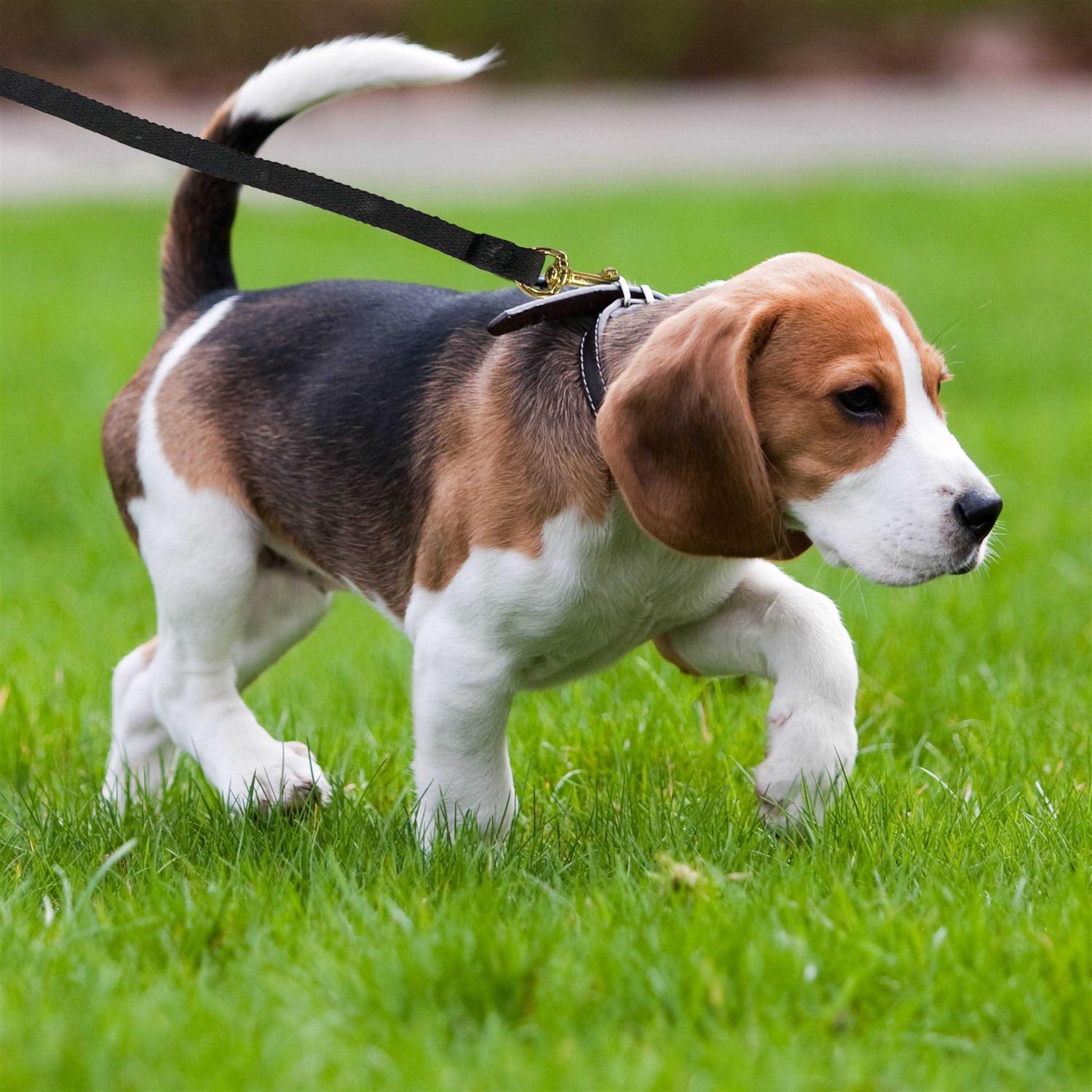 Four Paws Cotton Web Dog Training Lead - Image 5