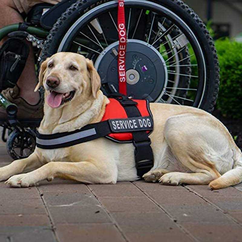 Industrial Puppy Emotional Support Dog Leash Wrap with Neoprene Handle and Reflective Emotional Support Lettering - Image 5