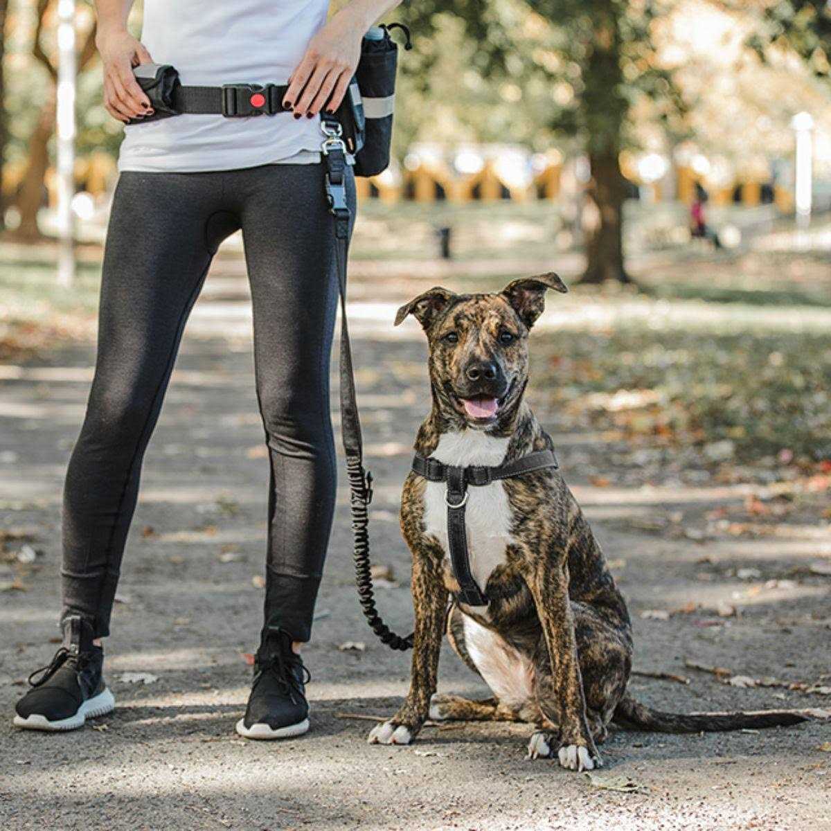 GF Pet Waist Belt & Bungee Leash - Image 3