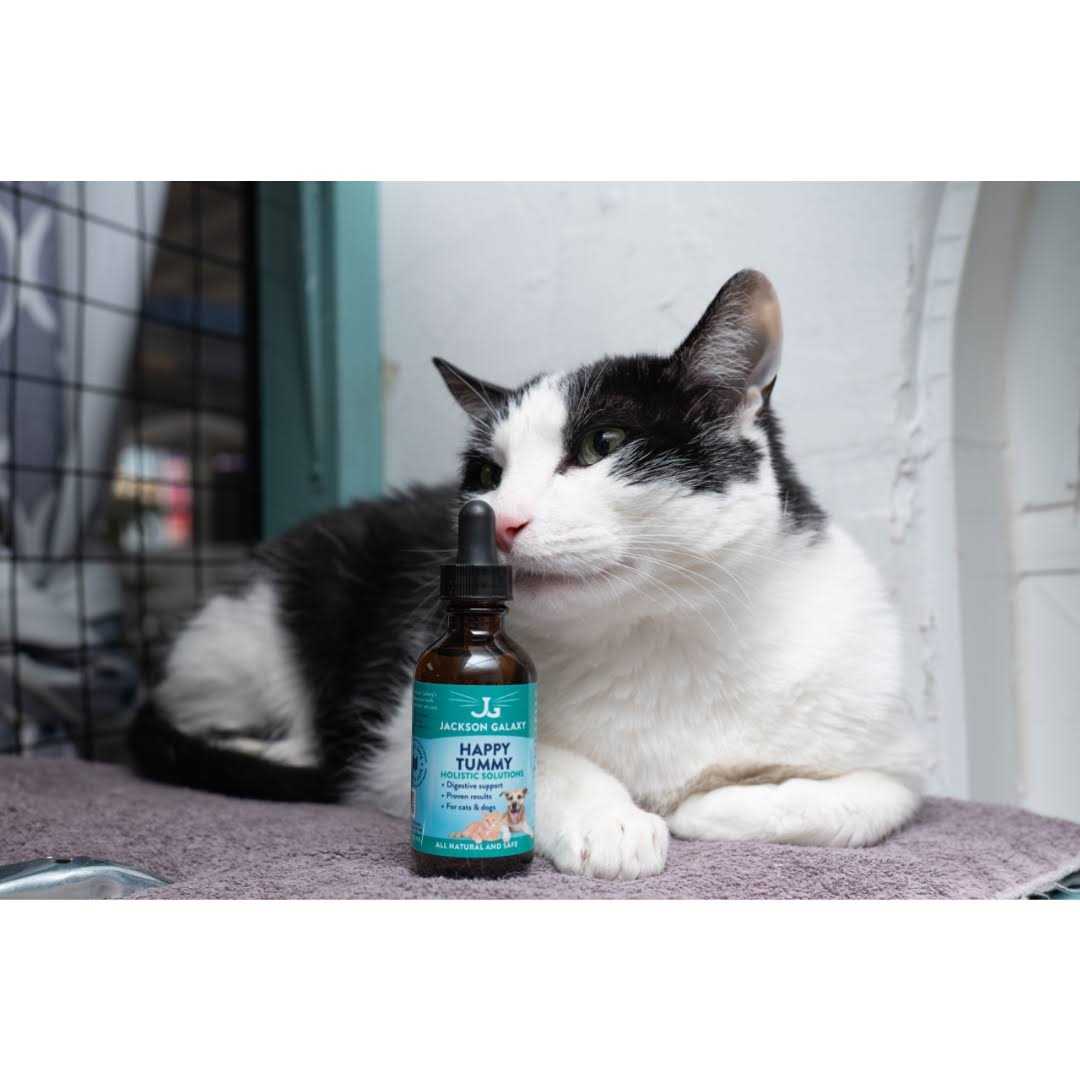 Jackson Galaxy Happy Tummy Pet Solution -Help with Stress and Discharge Toxins - Image 5