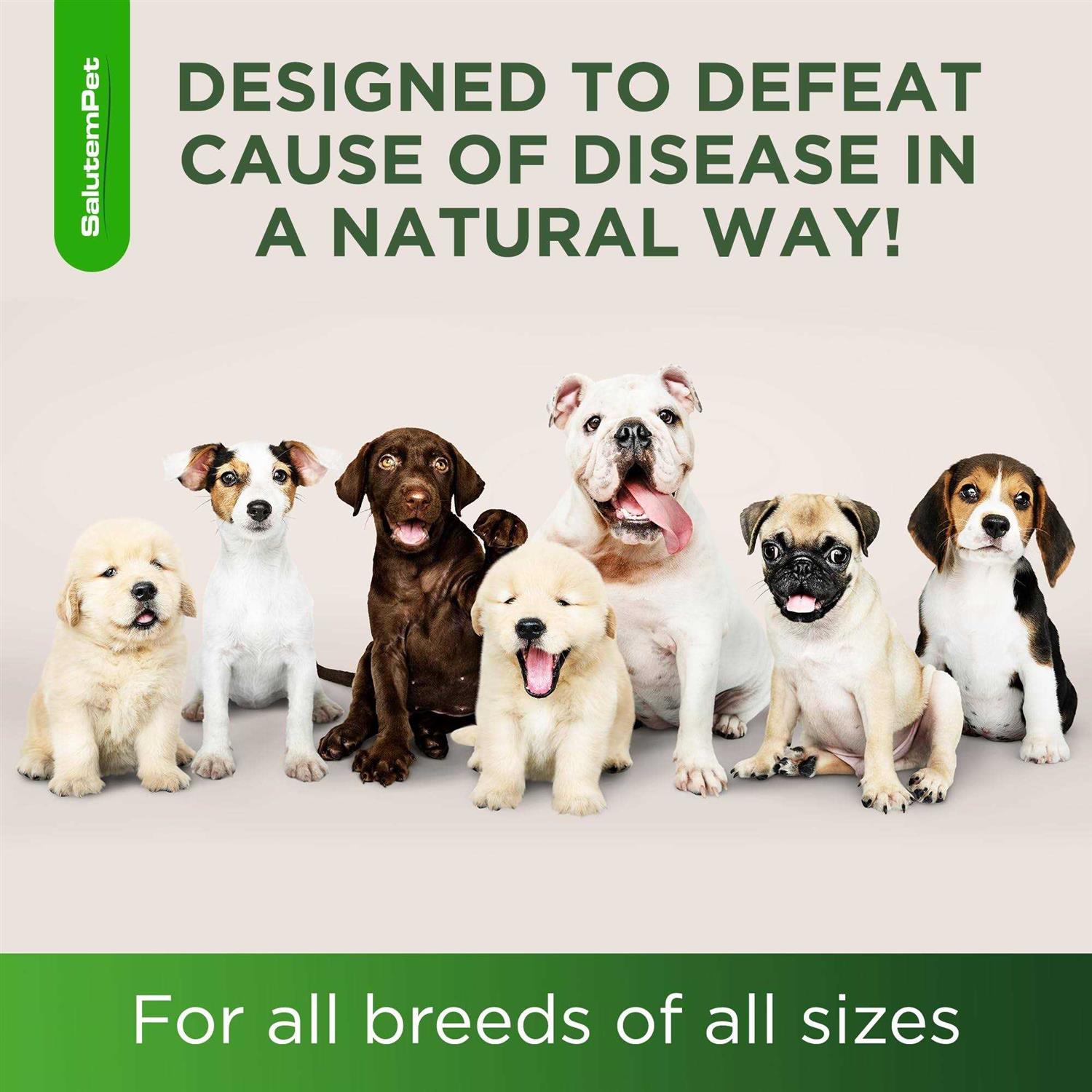 Natural Antibiotics for Dogs Dog Antibiotics Supports Dog Allergy Relief - Image 3