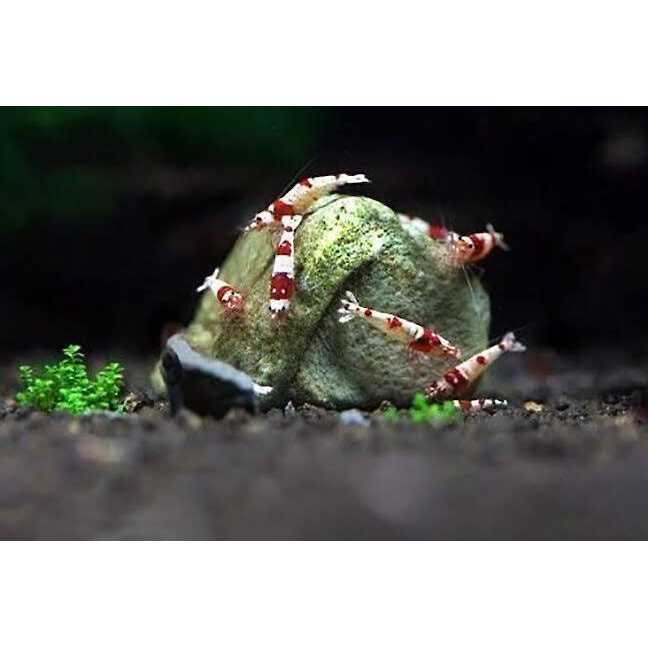 Sungrow Shrimp Mineral Rocks for Molting - Image 3