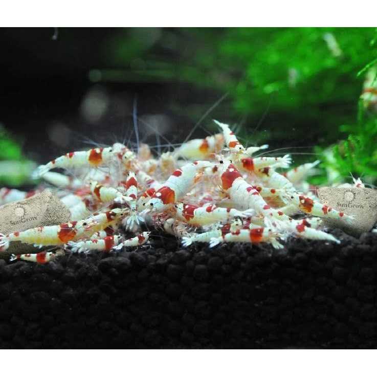 Sungrow Shrimp Mineral Rocks for Molting - Image 4