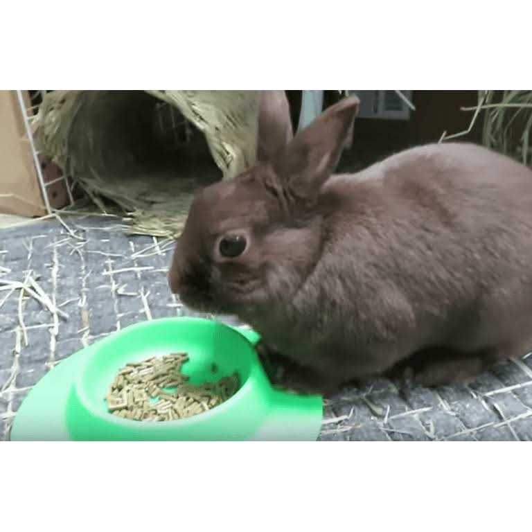 STAYbowl Tip-Proof Bowl for Guinea Pigs and Small Pets - Image 4