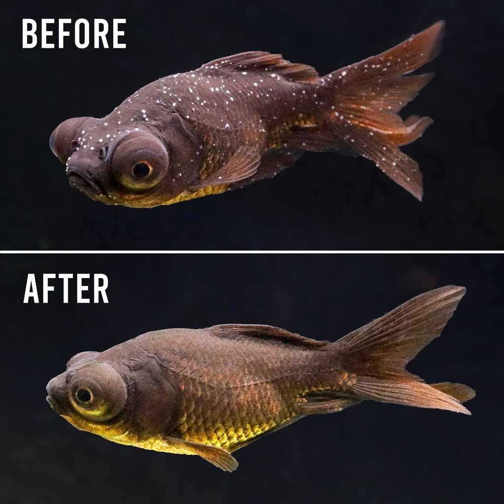 Hikari Ich-X Disease Treatment - Image 5