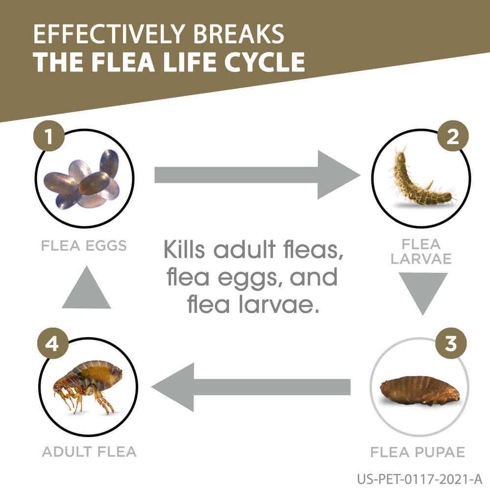 Frontline Gold for Cats - Image 4