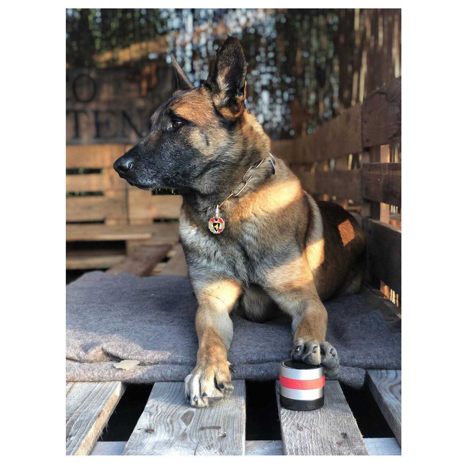 Relaxopet Pro Dog - Image 5