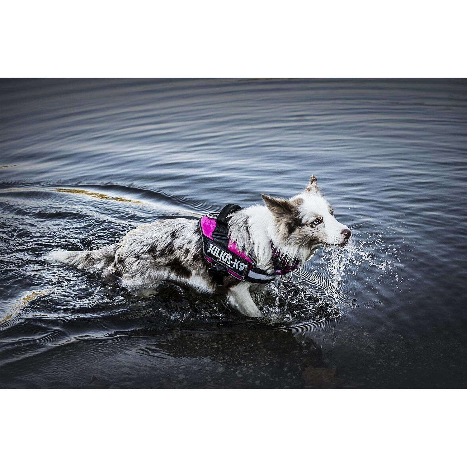 Julius-K9 IDC-Powerharness - Image 5
