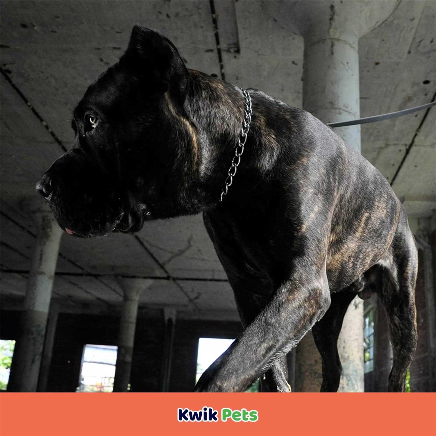 Herm Sprenger Chain Dog Training Collar - Image 5