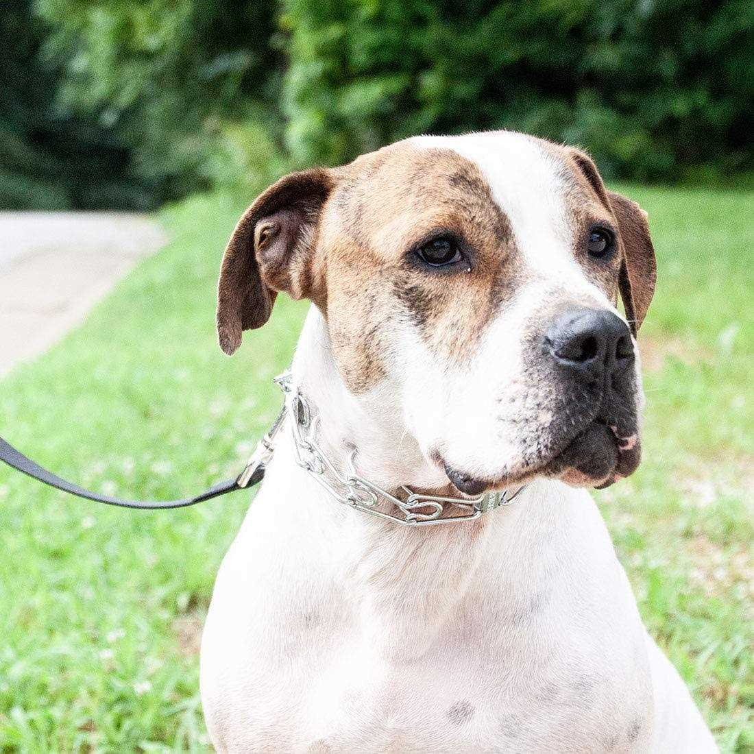 Herm Sprenger Ultra-Plus Dog Prong Training Collar - Image 4