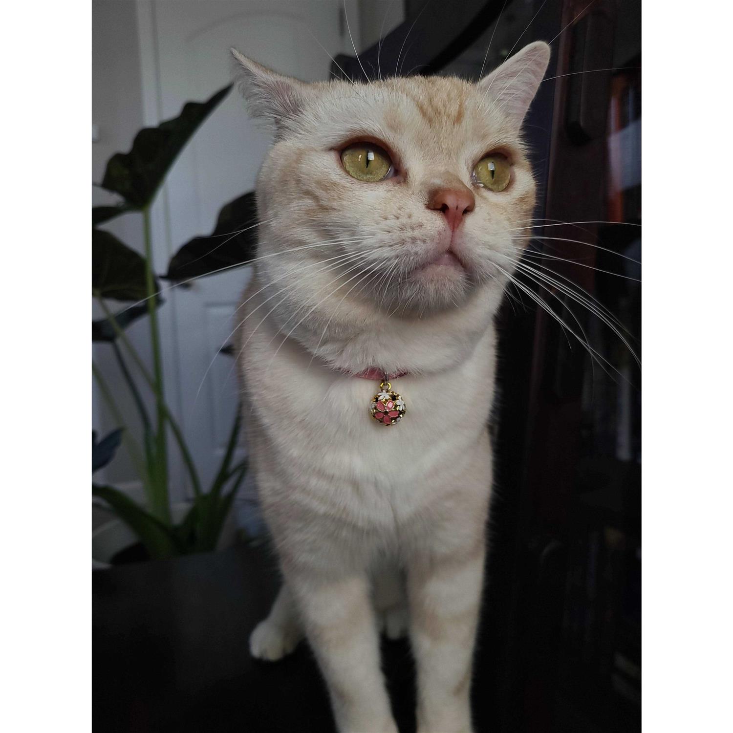 Necoichi Chirimen Cat Collar - Image 4