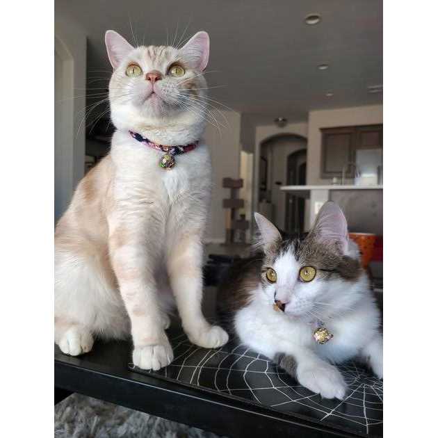 Necoichi Chirimen Cat Collar - Image 4