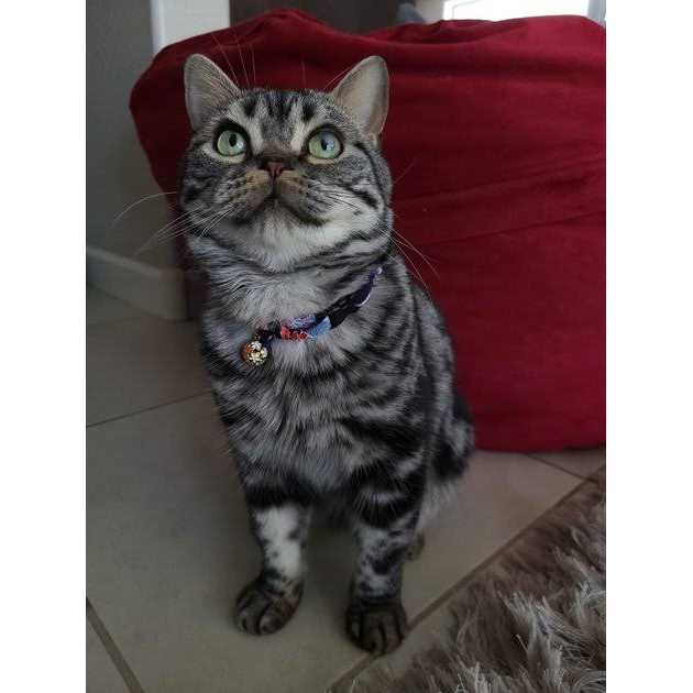 Necoichi Chirimen Cat Collar - Image 5