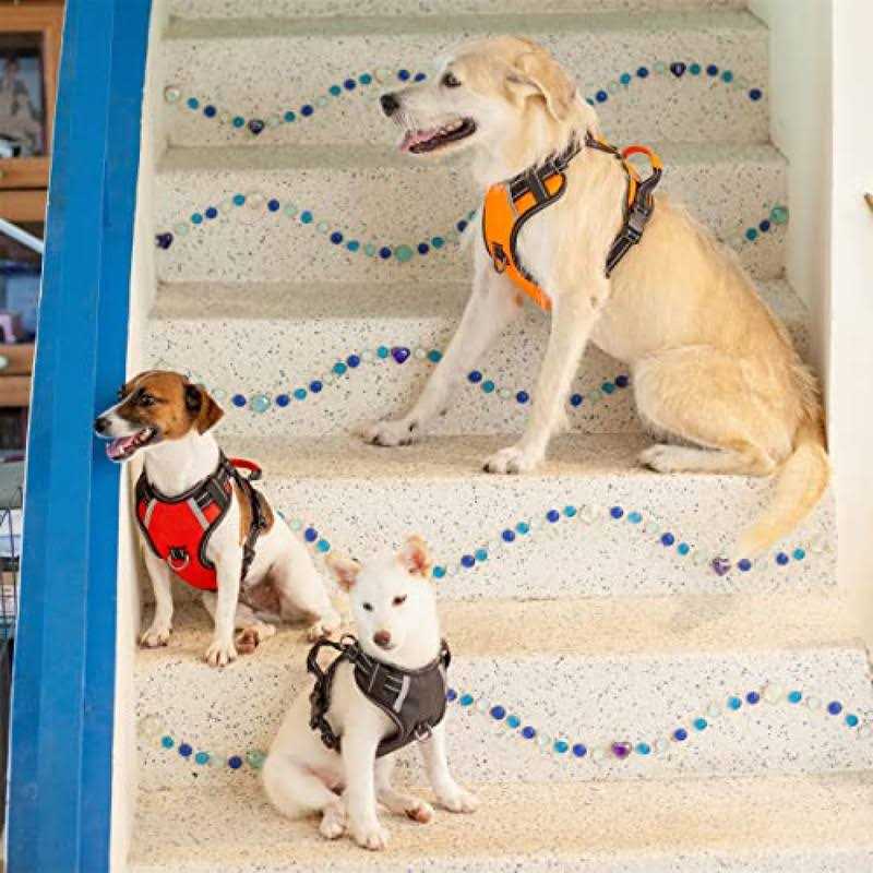 tobeDRI No Pull Dog Harness Adjustable Reflective Oxford Easy Control Medium Large Harness with A Free Heavy Duty 5ft Dog Leash - Image 3