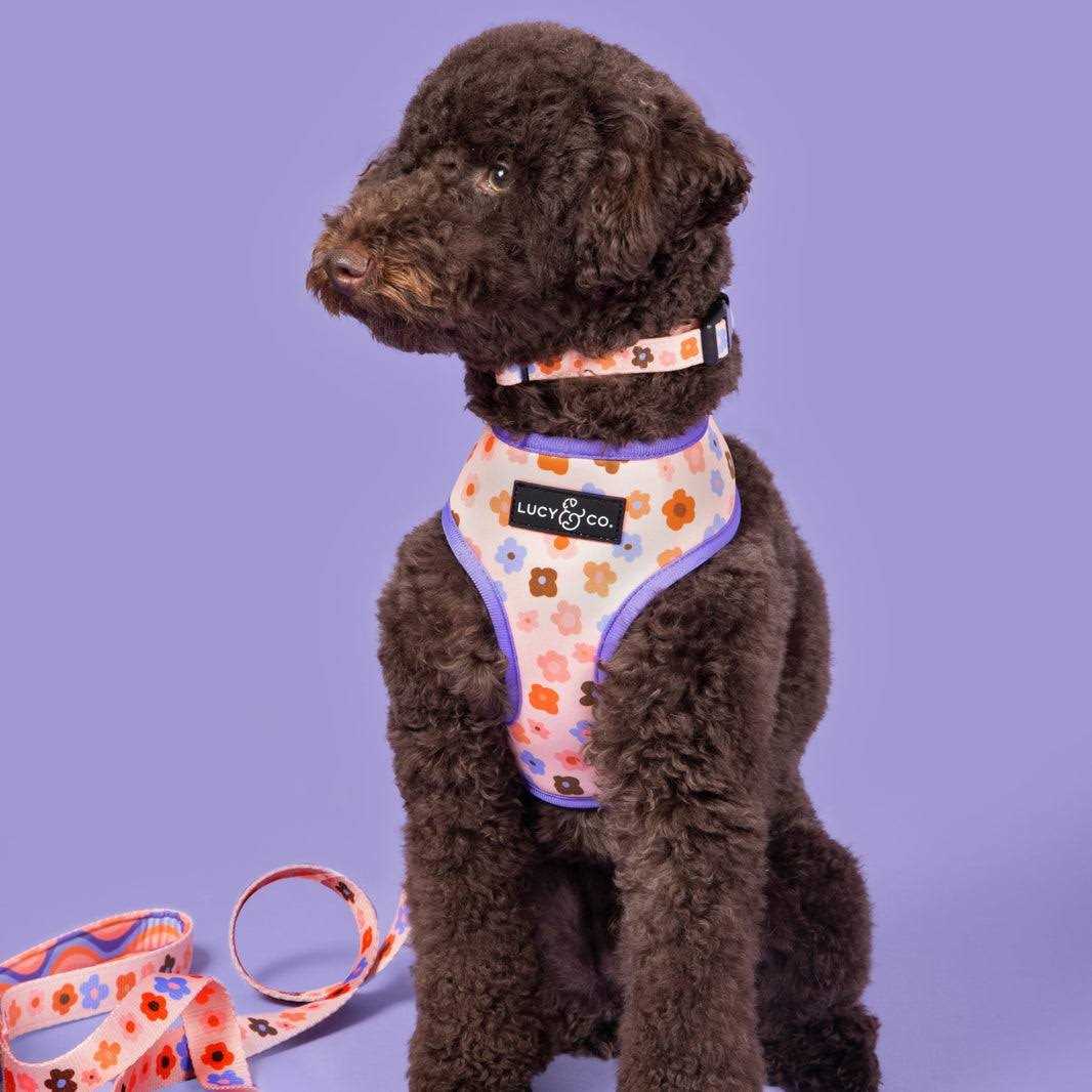 Lucy & Co. Have A Nice Day Dog Collar - Durable Lightweight Designer Collar for Pets - Adjustable Metal Safety Buckel - Lime Green Blue Checker - - Image 4