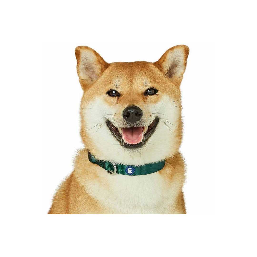 Blueberry Pet Classic Dog Collar - Image 3