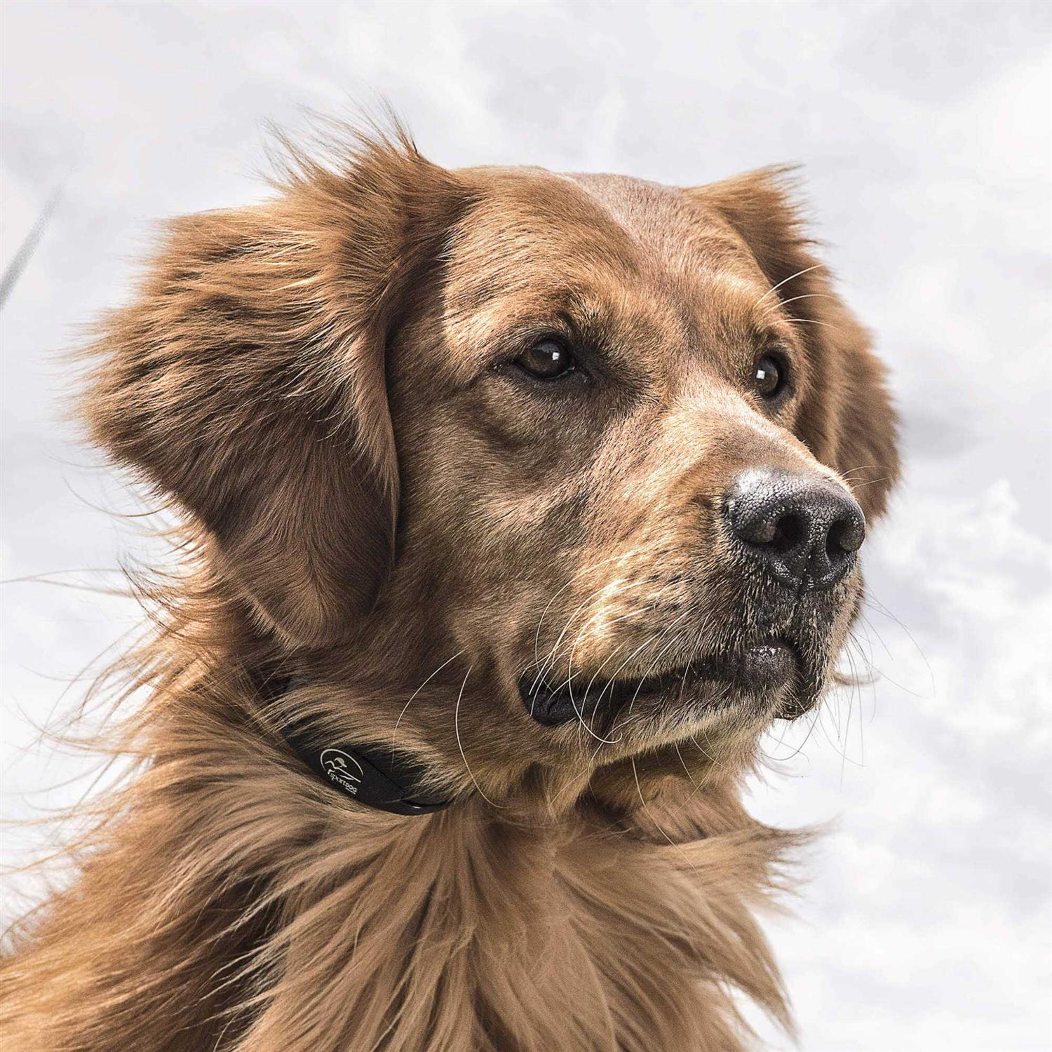 SportDOG YardTrainer 100 - Image 4