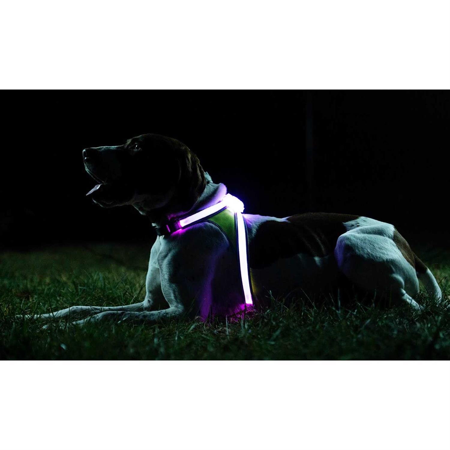 Noxgear LightHound LED Illuminated & Reflective Dog Harness - Image 4