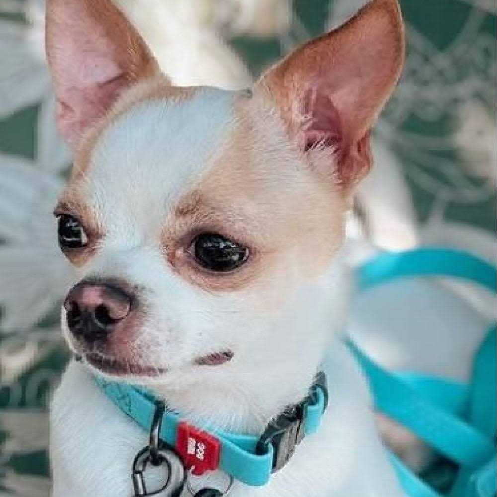 Waterproof Dog Collar with QR passport - Image 4