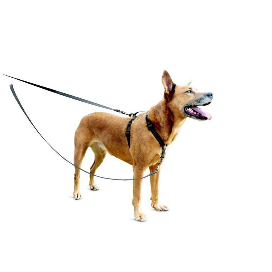 PetSafe 3 in 1 Harness with Two Point Control Leash - Image 5
