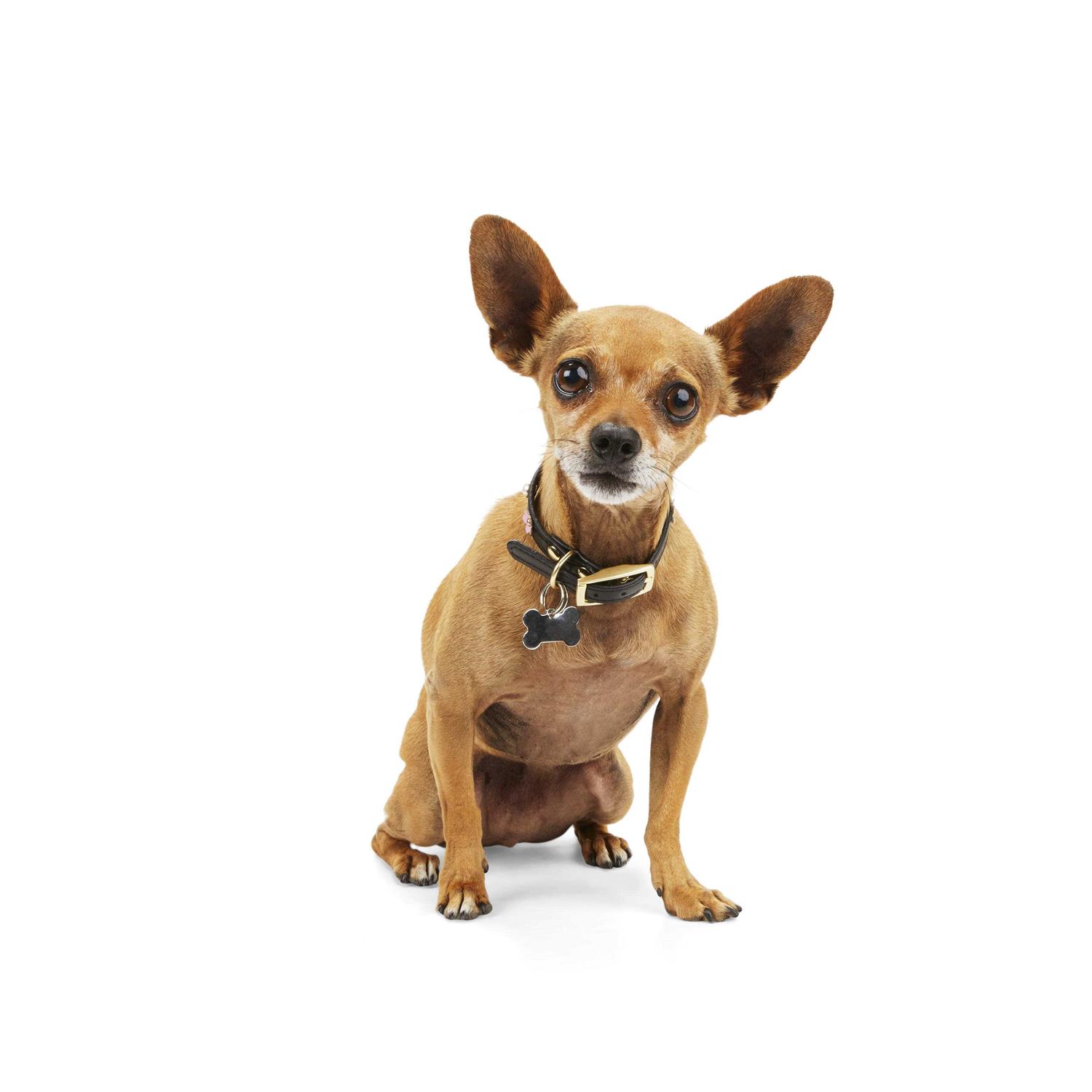 YOULY SD Flower Dog Collar - Image 3