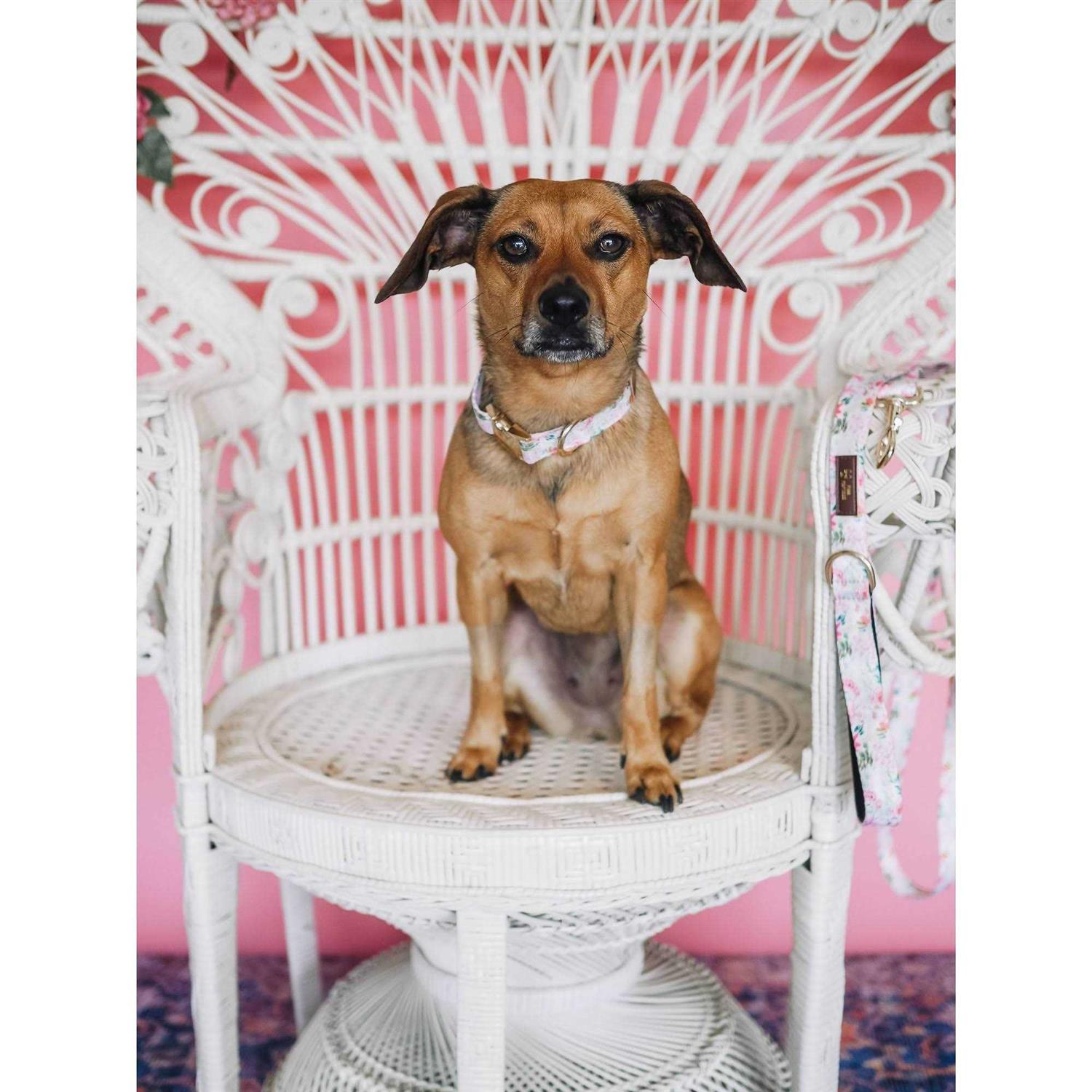 Pink Papyrus Isabella Collar - Image 4