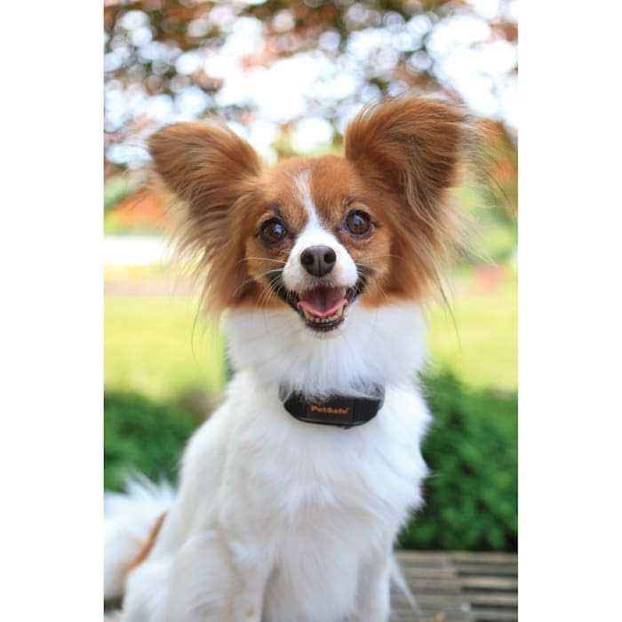 PetSafe Vibration Bark Control 10 Combinations of Vibration Correction Dog Collar - Image 4