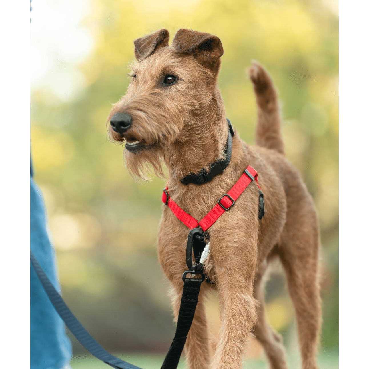 Rover Gear Better Walk No-Pull dog Harness - Image 3