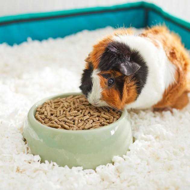 Mazuri Timothy-Based Guinea Pig Diet - Image 3