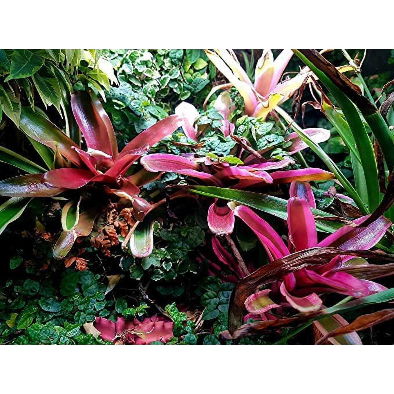 Arcadia Jungle Dawn 18 22 Watt - Image 3