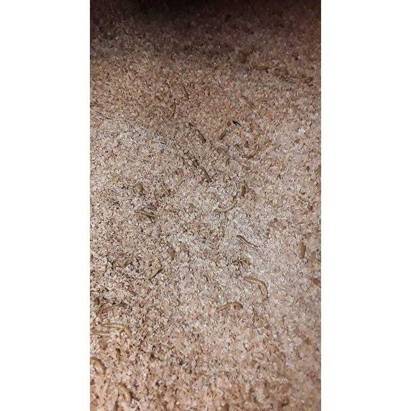 Josh's Frogs Mealworm and Superworm Bedding - Image 4