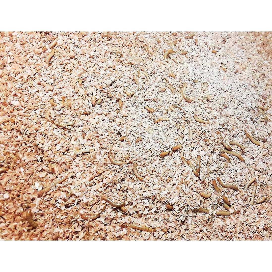 Josh's Frogs Mealworm and Superworm Bedding - Image 5