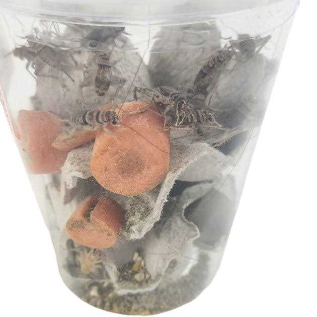 Josh's Frogs Gutloaded Banded Crickets Live Feed Reptile Food - Image 4