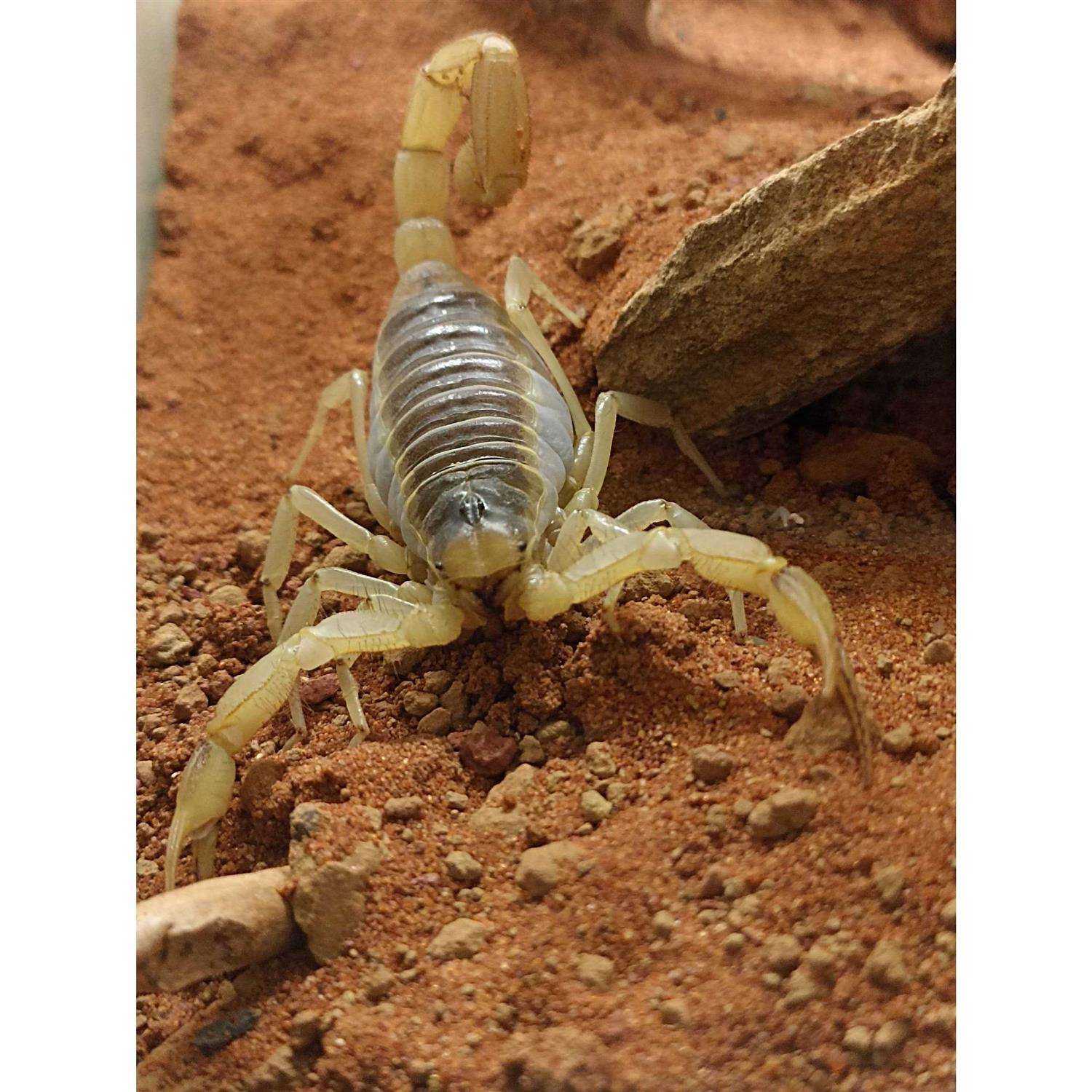 Exo Terra Stone Desert Substrate - Image 5