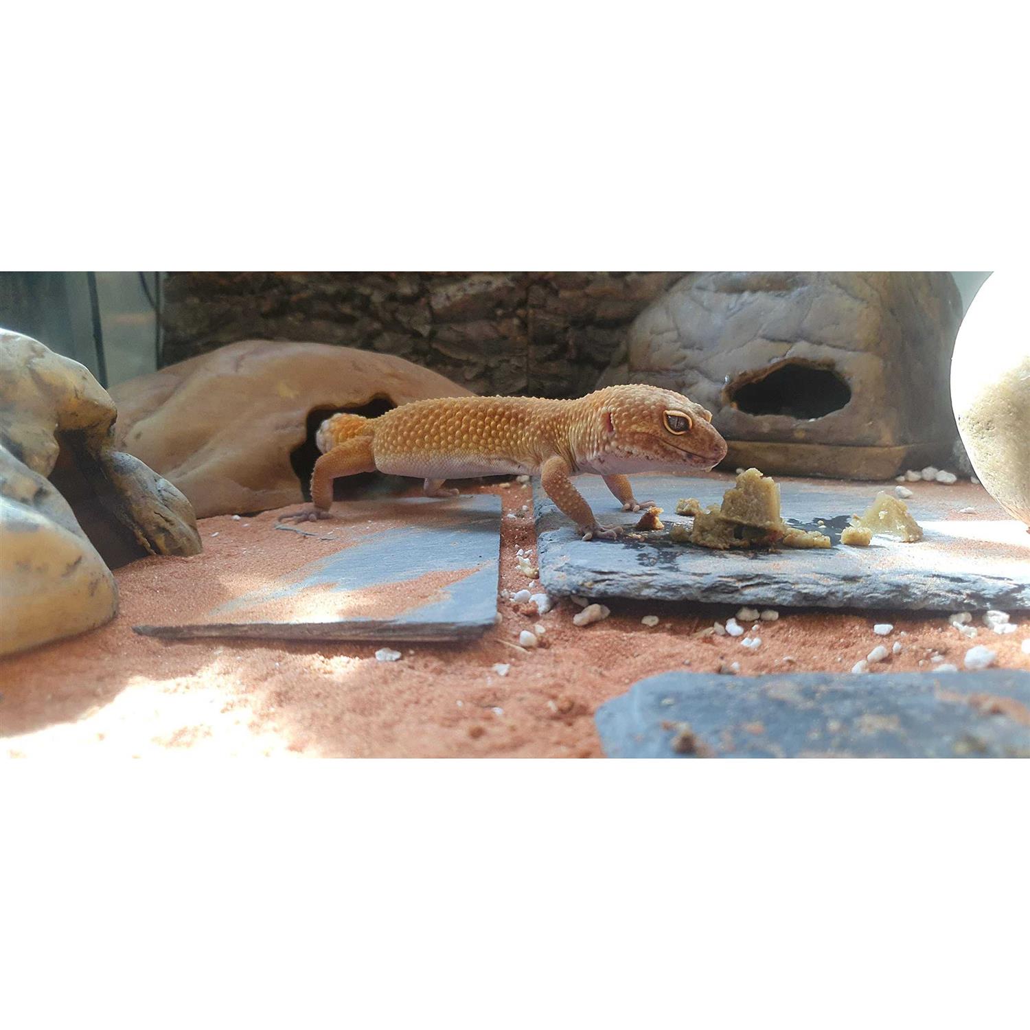 Gargeer Leopard Gecko Food Complete Gel Diet for Both Juveniles and Adults. Proudly Made in The USA - Image 5