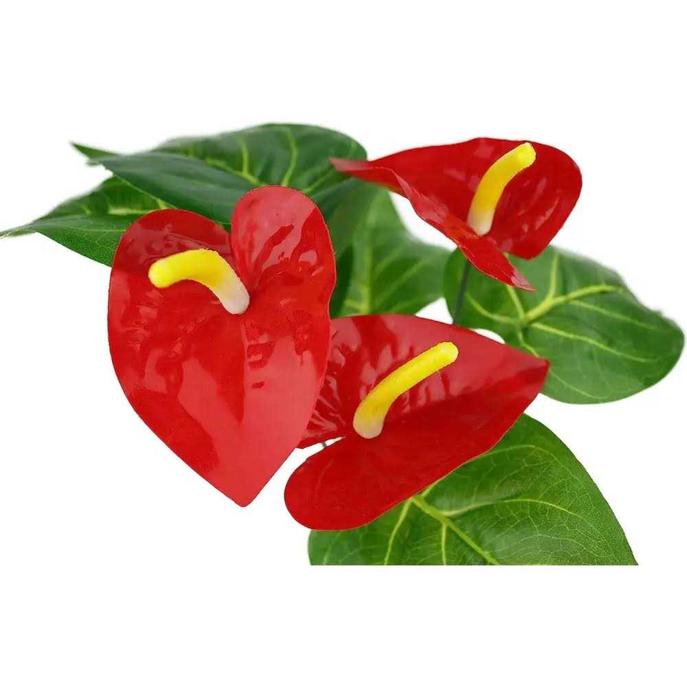 Komodo Anthurium Bush Plant - Image 3