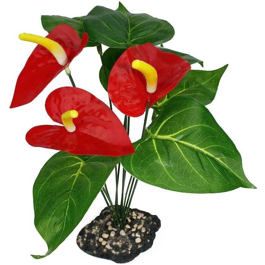 Komodo Anthurium Bush Plant - Image 4