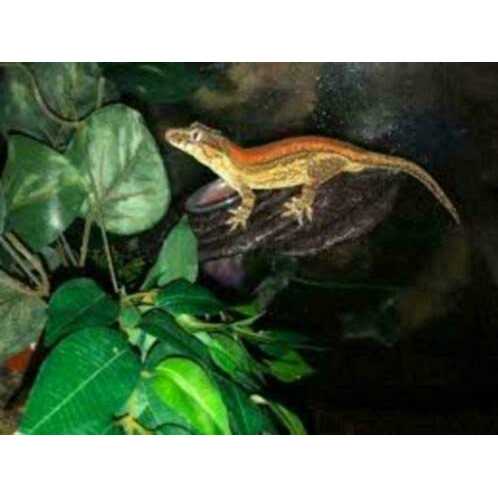 Zoo Med Arboreal Feeding Platform - Image 5