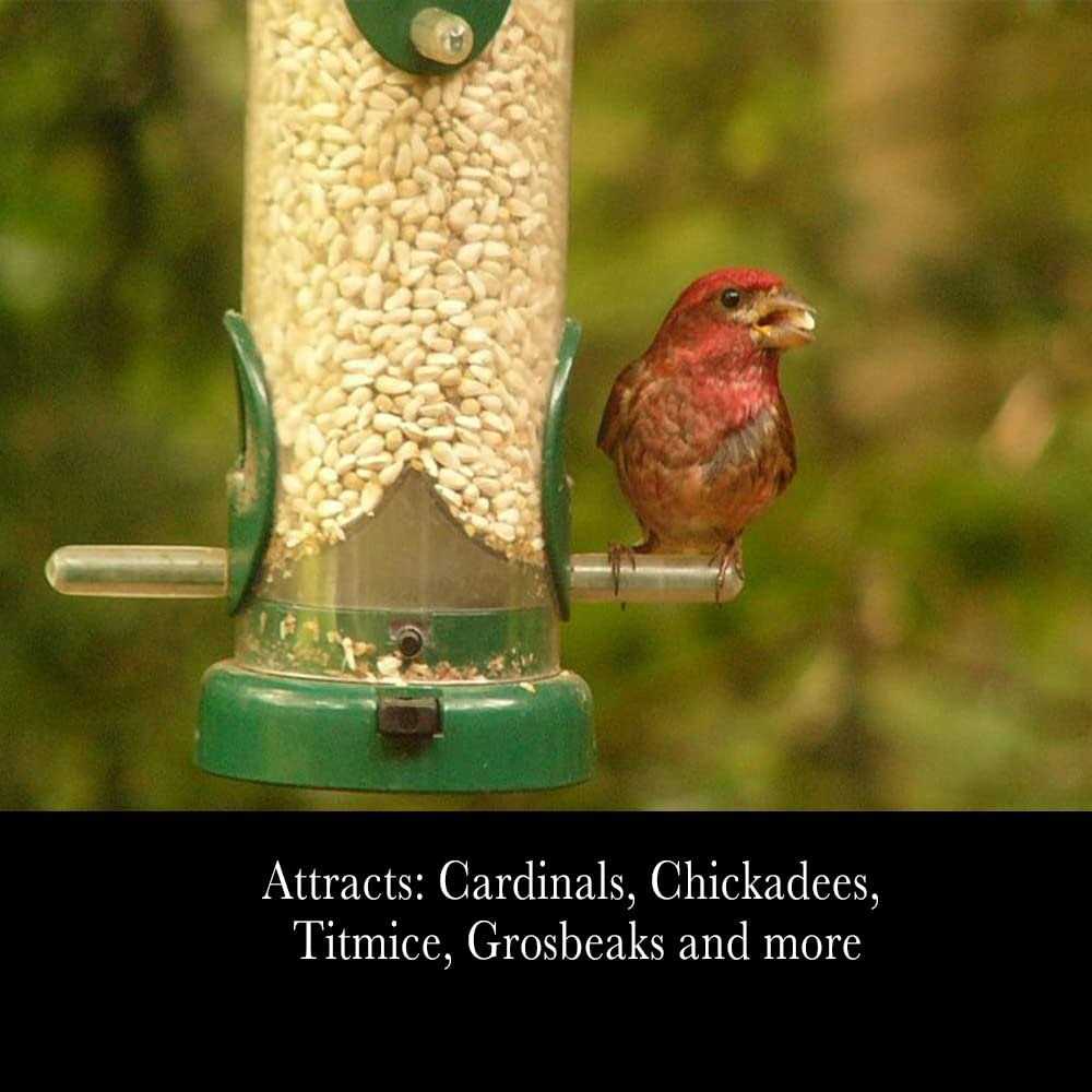 Desert Valley Supply Desert Valley Premium Safflower Seeds Wild Bird Food - Image 3